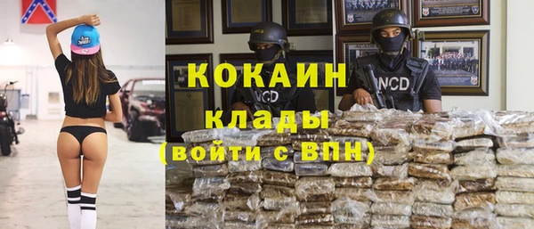 сатива Новозыбков